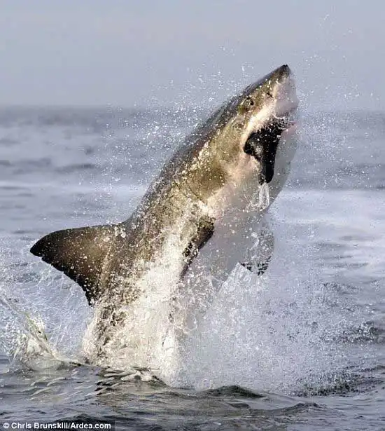 Прыжок белой акулы.