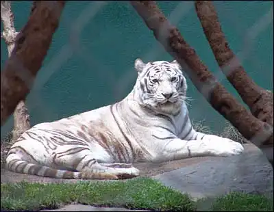 Белые Тигры.:)