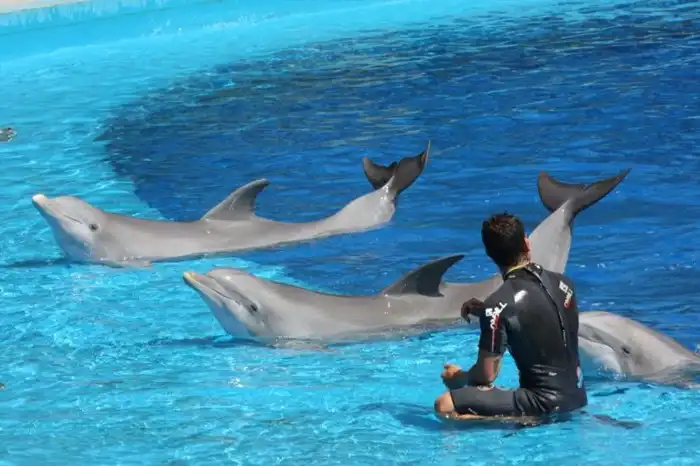 Замечательные фотографии дельфинариума в Мадриде