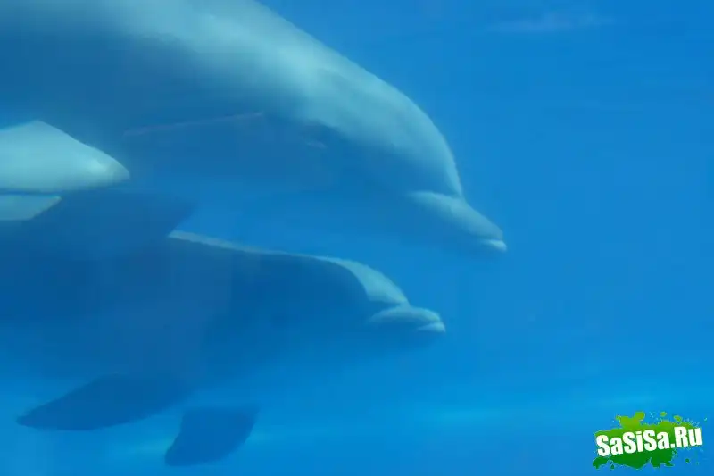 Замечательные фотографии дельфинариума в Мадриде