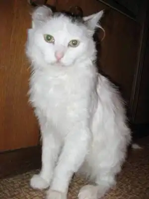 Нафаня! Красавец-кот в расцвете сил "из Владивостока"