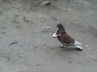 Счастливый голубь