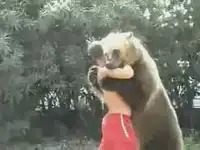 Развлечение с медведем