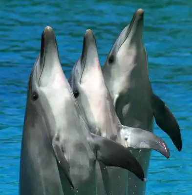 Дельфины и человек!