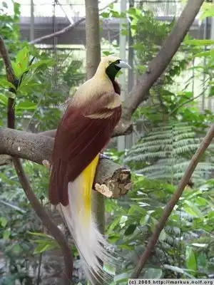 Одна из самых красивых птиц
