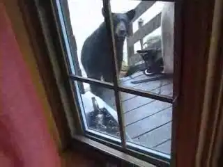 Кошак против медведя