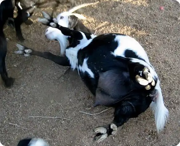 Обморочные козы ( фото + видео )