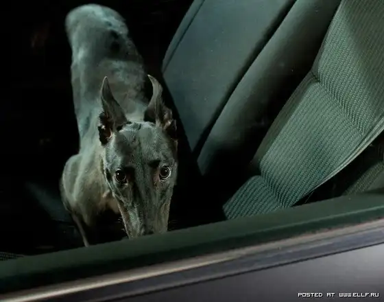 Серия фотографий "Молчание собак в автомобиле"