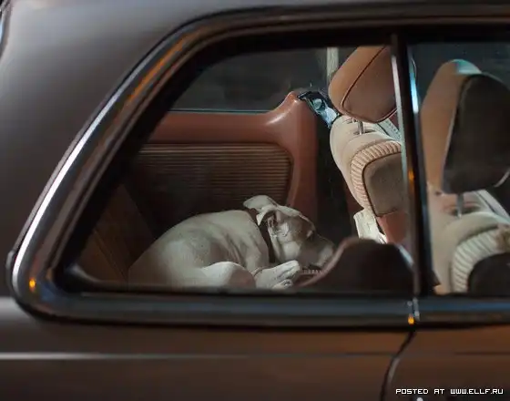 Серия фотографий "Молчание собак в автомобиле"