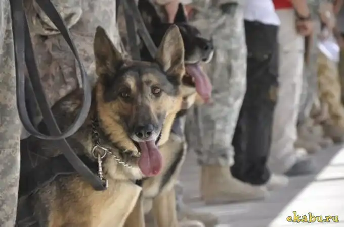 Собаки в армии