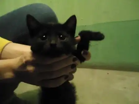 очень маленького котёнка в очень хорошие руки!