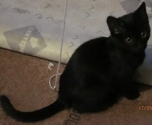 Черный котик на счастье