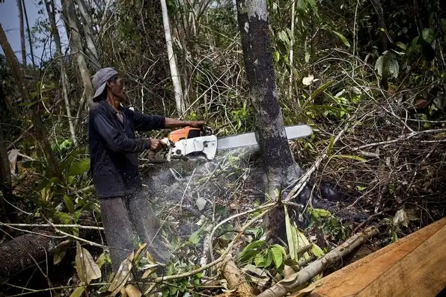 Уничтожение лесов на Суматре