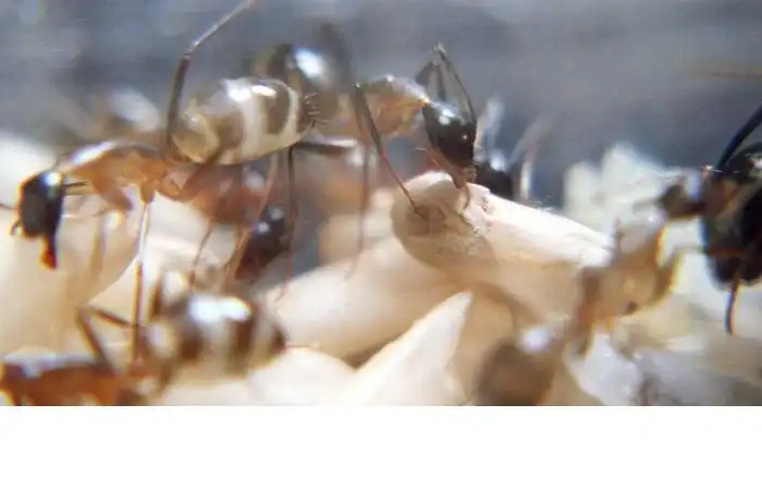 Как рождаются муравьи...