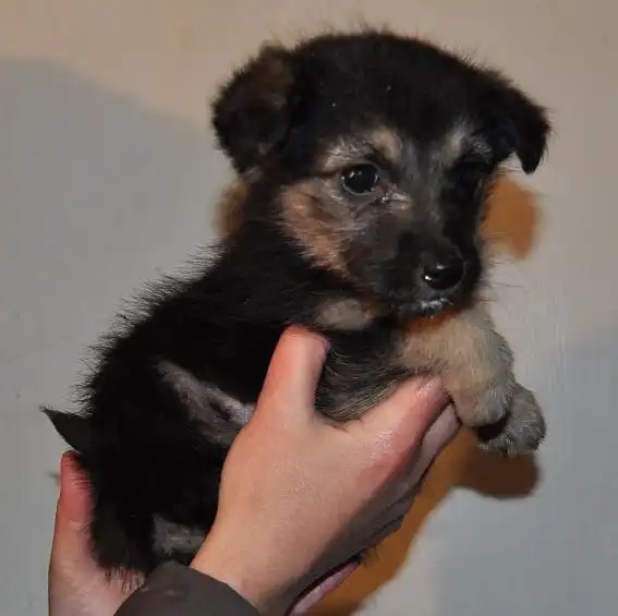 Щенок-девочка от мал. собачки.