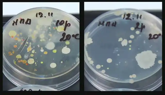Интересный ролик, в котором демонстрируется как много содержится бактерий в окружающих нас вещах