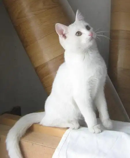 Белый-белый котик!