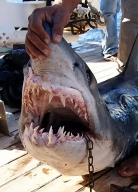 В Египте продолжаются нападения акул на туристов