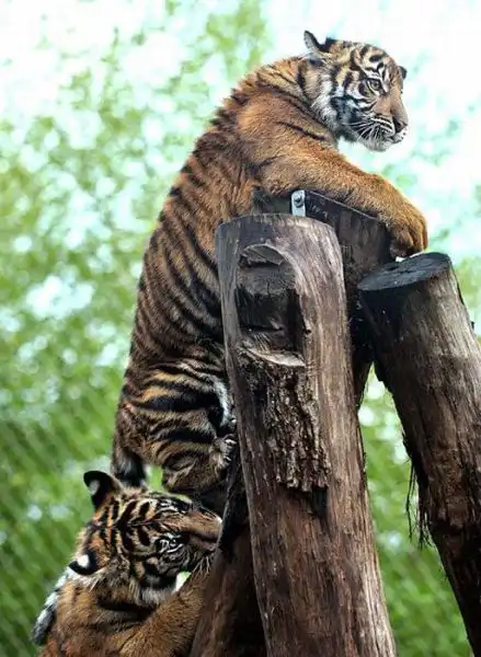 Забавные животные