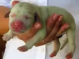 В Бразилии родился щенок Лабрадора – зелёного цвета.