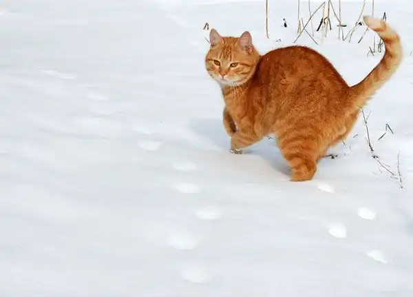 Снежные коты)