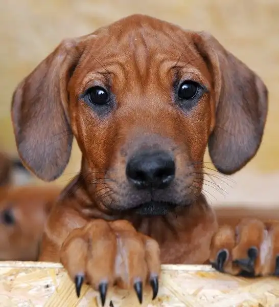 В Германии собака родила 17 щенков