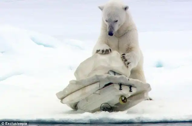 Белый медведь разбивает камеры стоимостью $200 тысяч