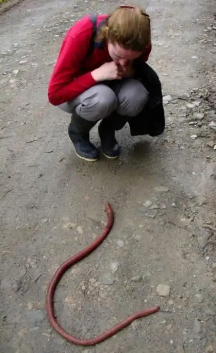 Австралийский гигантский дождевой червь