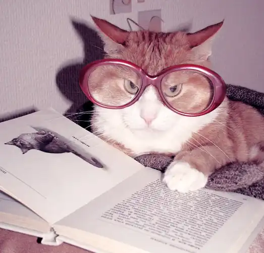 Кошки и книжки