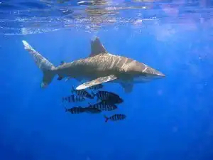 В Египте акулы продолжают нападать на туристов