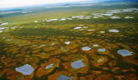 На территории самого большого в мире болота появится заповедник