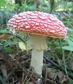Другие грибы