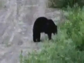 Забавный медведь!