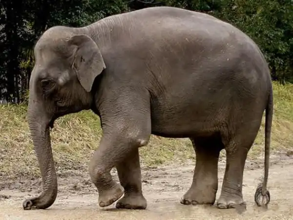 10 самых больших животных в мире
