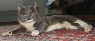 Мудрый кот Борис ищет Человека!