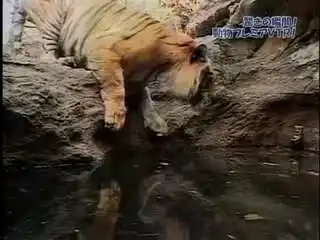 Угадайте: как тигр залезит в воду?