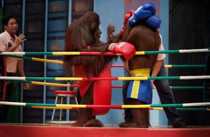 Поединок между орангутангами-боксерами