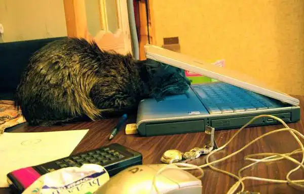 Животные и компьютер