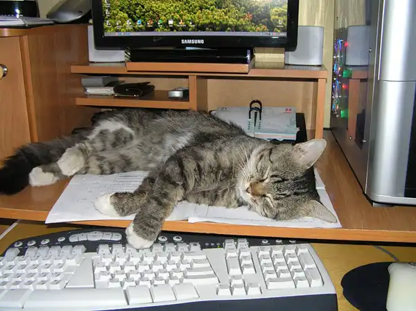 Животные и компьютер