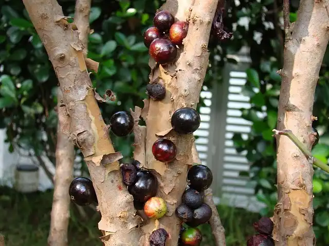 Джаботикаба — вечнозелёное необычное фруктовое дерево