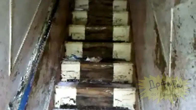 Свиньи года ( 10 фото , жесть )