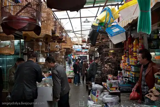 Шанхай, птичий рынок и бойцовские тараканы