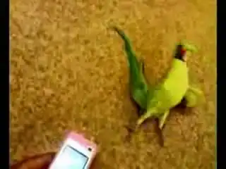 Попугай танцует