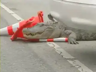Крокодил на дороге