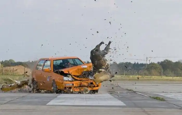 Столкновение с кабанами (3 фото)