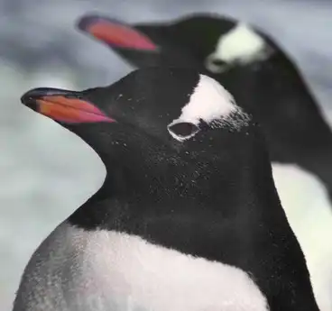 Папуасский пингвин