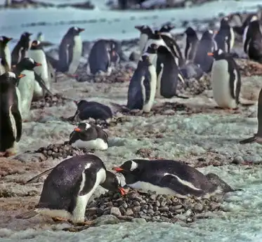 Папуасский пингвин