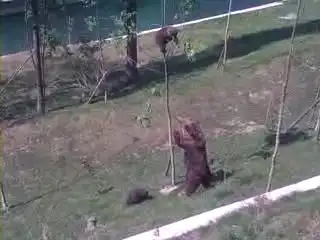 Медведица снимает с дерева медвежонка