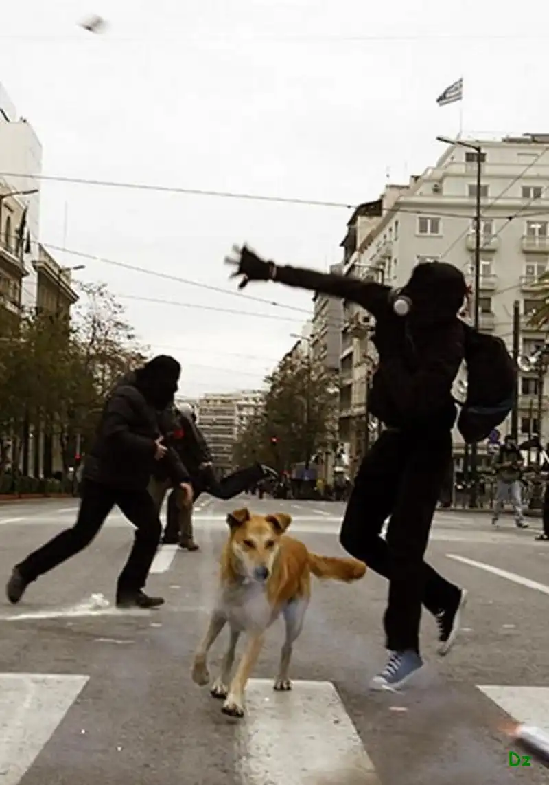 Собака-протестант (17 фото)