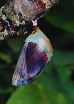 Урок бабочки